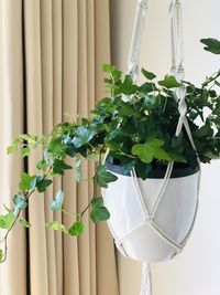 Close-up of potted plant hanging against wall