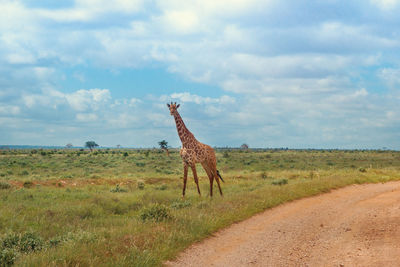 Horse standing on landscape against sky