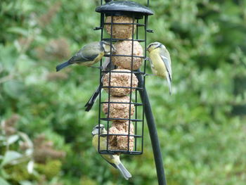 Bird perching on a feeder