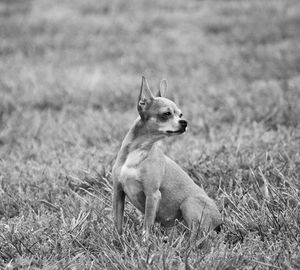 Chihuahua relaxing on grassy field