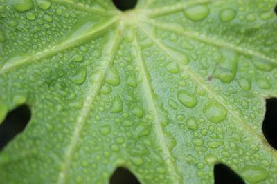 Full frame shot of wet leaf