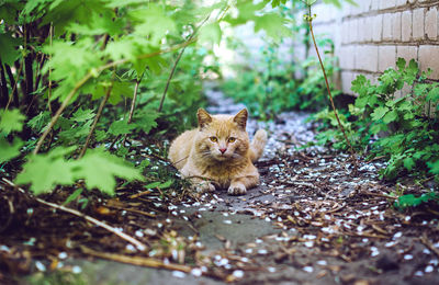 Portrait of a ginger yard cat lying on ground