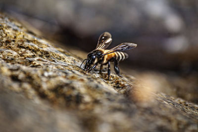 Close-up of bee on wood