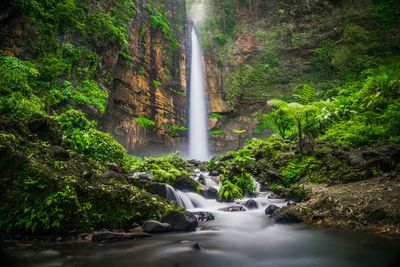 Scenic view of waterfall at forest