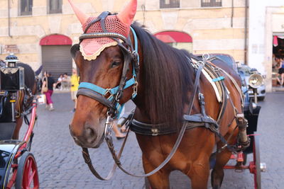 Horse cart on street