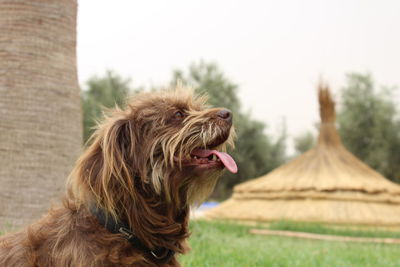 Close-up of a dog