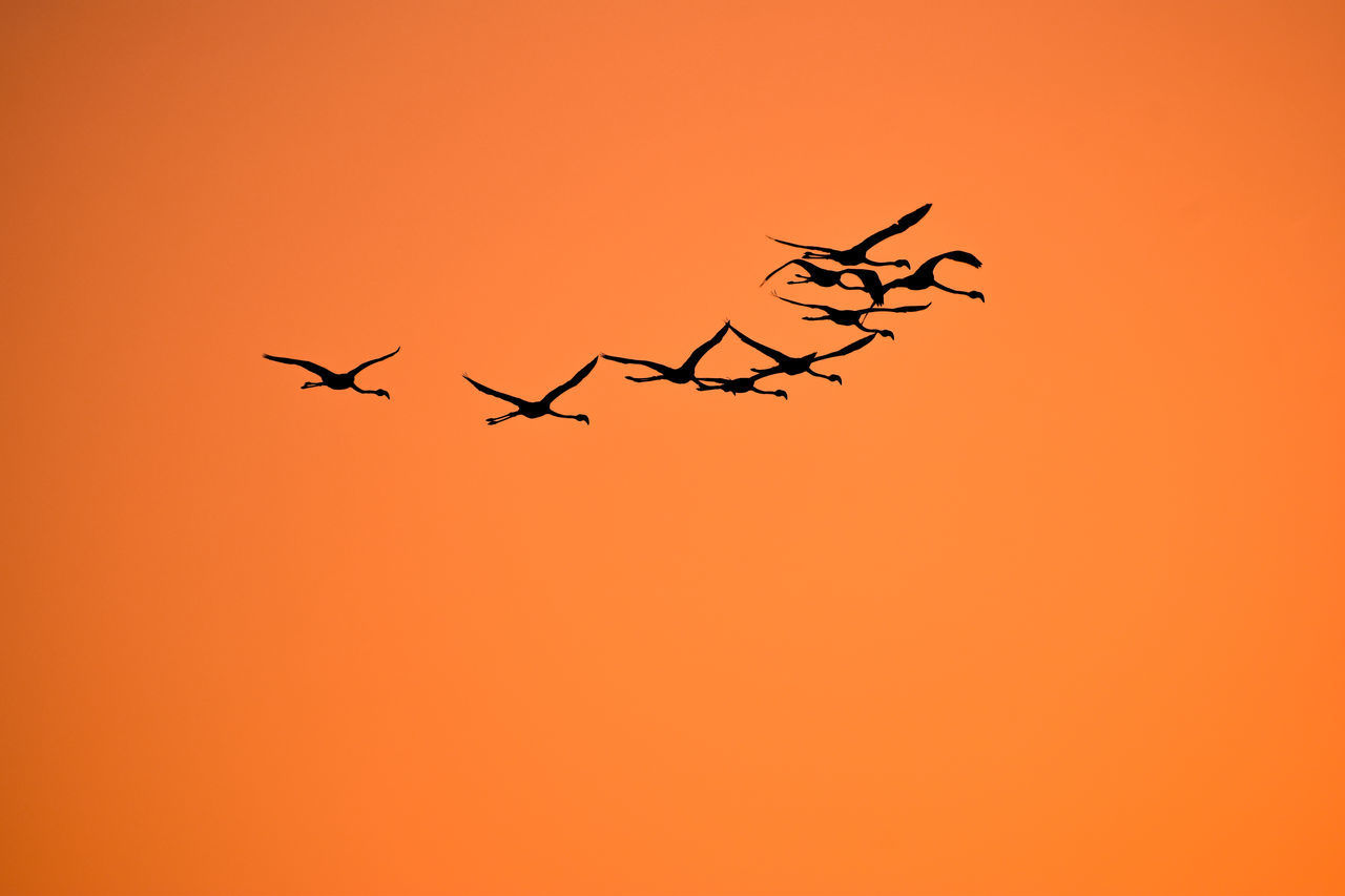 LOW ANGLE VIEW OF SILHOUETTE BIRDS AGAINST ORANGE SKY