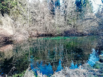 Scenic view of lake in forest