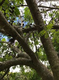 Low angle view of tree against sky