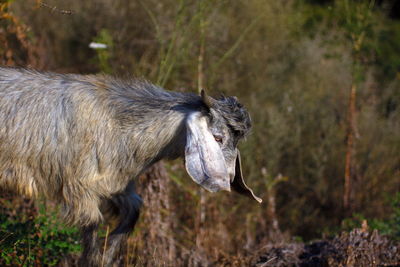 Side view of horse on field