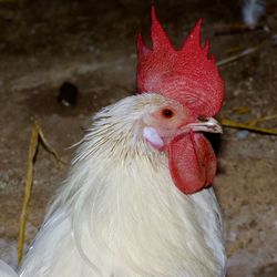 Close-up of rooster