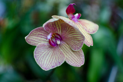 Close-up of pink flower