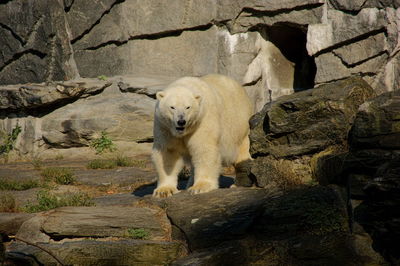 View of white bear on rock at zoo