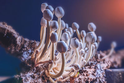 Leucocoprinus cepaestipes mushrooms 