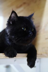Close-up of black cat looking away
