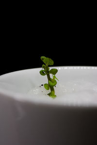 Close-up of plant in plate against black background