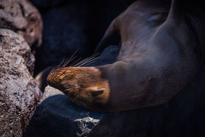 High angle view of sea lion sleeping on rock