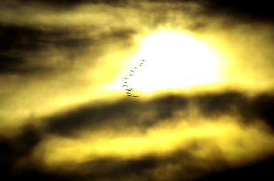 Low angle view of bird flying in sky