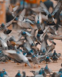 High angle view of pigeons on footpath