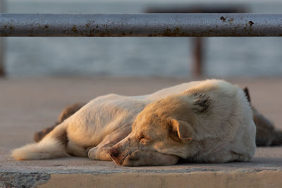 Dog sleeping on footpath