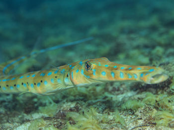 Close-up of fish swimming in sea