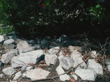 Plants by rocks against trees