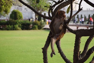 Dog sitting on tree