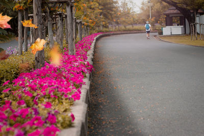 Flowers blooming by road at park