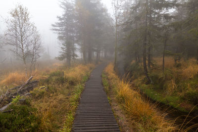 Boardwalk amidst trees in forest