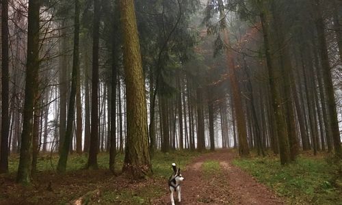 Scenic view of forest