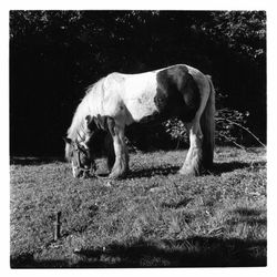 Elephant on landscape