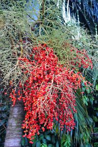 Close-up of red berries on plant