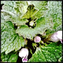 Close-up of pink flowers