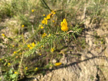 Close-up of yellow flowering plant on land