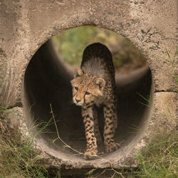 Cheetah cub by stone hole in forest