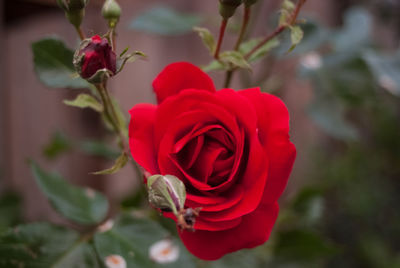 Close-up of red rose blooming outdoors