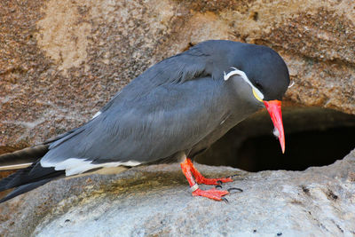 Close-up of bird perching on rock