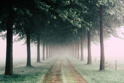 Road passing through forest