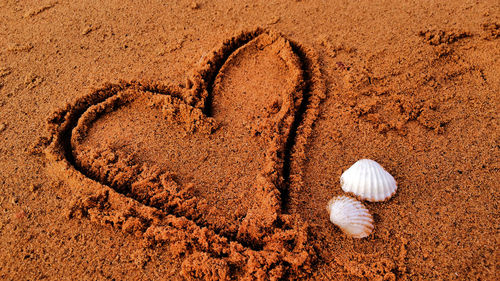 High angle view of shells on sand