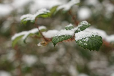 Close-up of snow on tree during winter