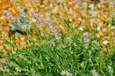 Lavender. purple lavender flowers on field, close up. aromatherapy. landscaping.