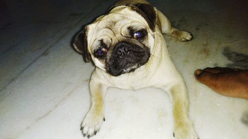 High angle view of portrait of puppy