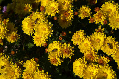 High angle view of yellow flowering plants