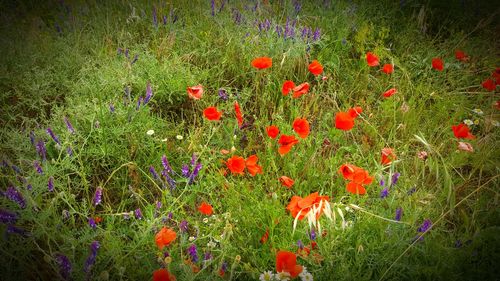 Close-up of red flowers blooming in field