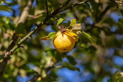 Close-up of fruit growing on tree