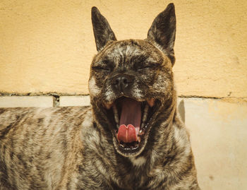 Close-up of a dog yawning