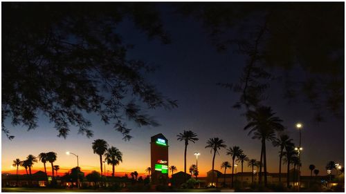 Silhouette of trees at night