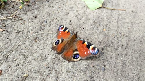 High angle view of butterfly on ground