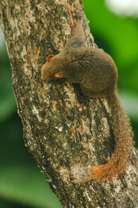 Close-up of squirrel on tree trunk