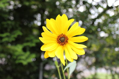 Close-up of insect on yellow flower